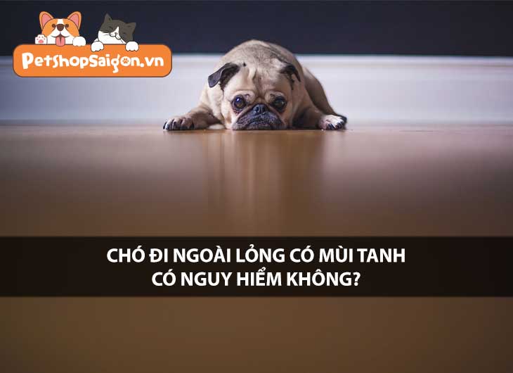 Chó đi ngoài lỏng có mùi tanh có nguy hiểm không?