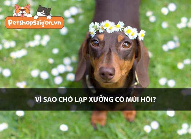Vì sao chó lạp xưởng có mùi hôi?