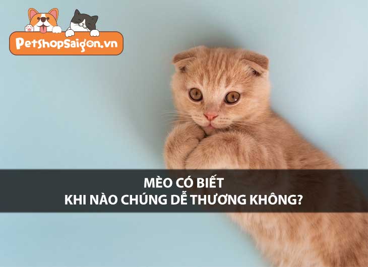 Mèo có biết khi nào chúng dễ thương không?
