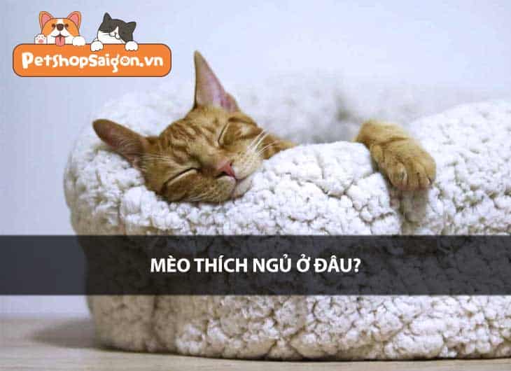 Mèo thích ngủ ở đâu?