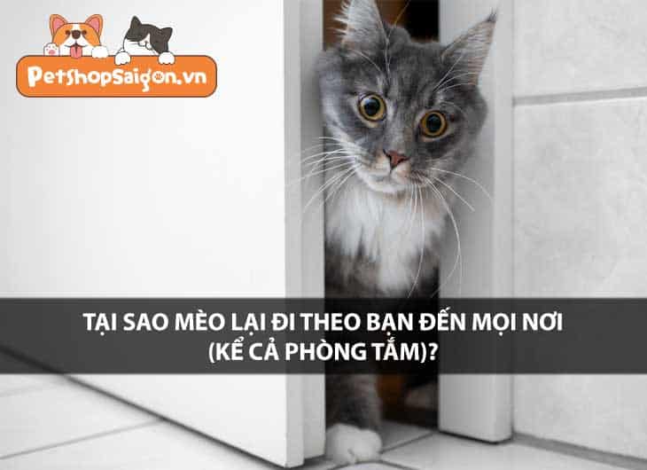 Tại sao mèo lại đi theo bạn đến mọi nơi (kể cả phòng tắm)?