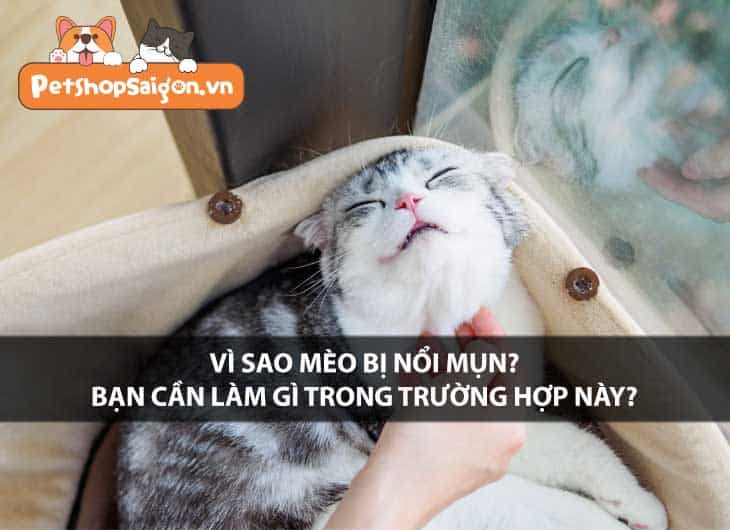 Vì sao mèo bị nổi mụn? Bạn cần làm gì trong trường hợp này?