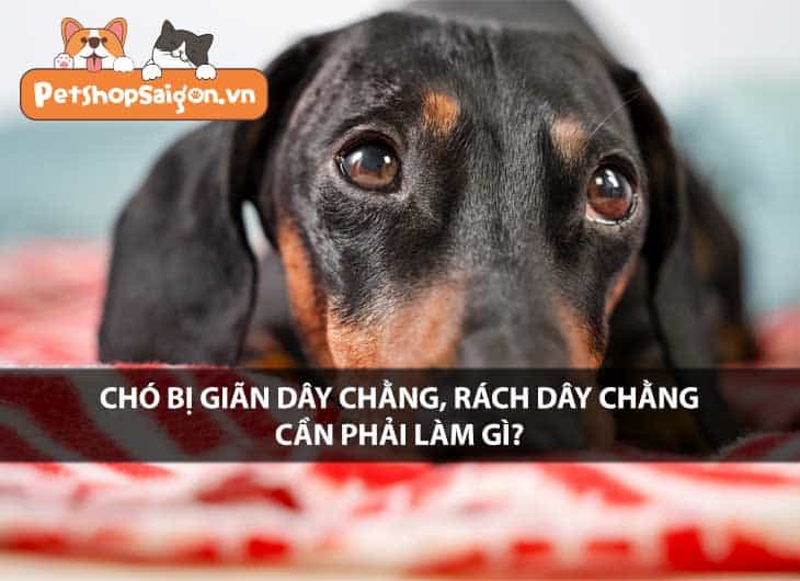 Chó bị giãn dây chằng, rách dây chằng cần phải làm gì?