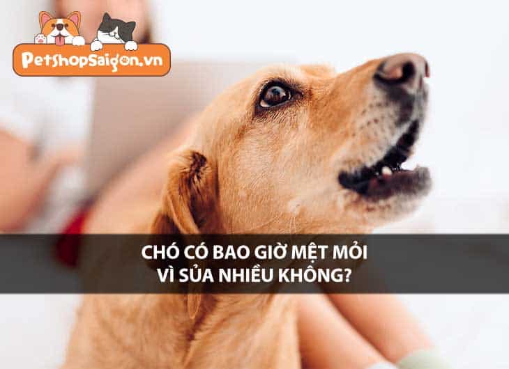 Chó có bao giờ mệt mỏi vì sủa nhiều không?