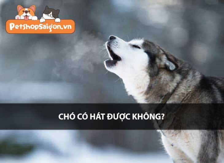 Chó có hát được không?