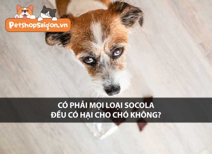 Có phải mọi loại Socola đều có hại cho chó không?