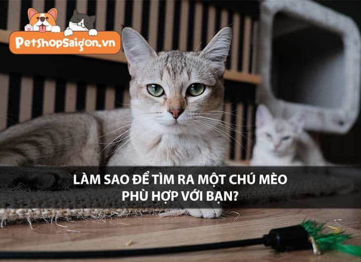 Làm sao để tìm ra một chú mèo phù hợp với bạn?