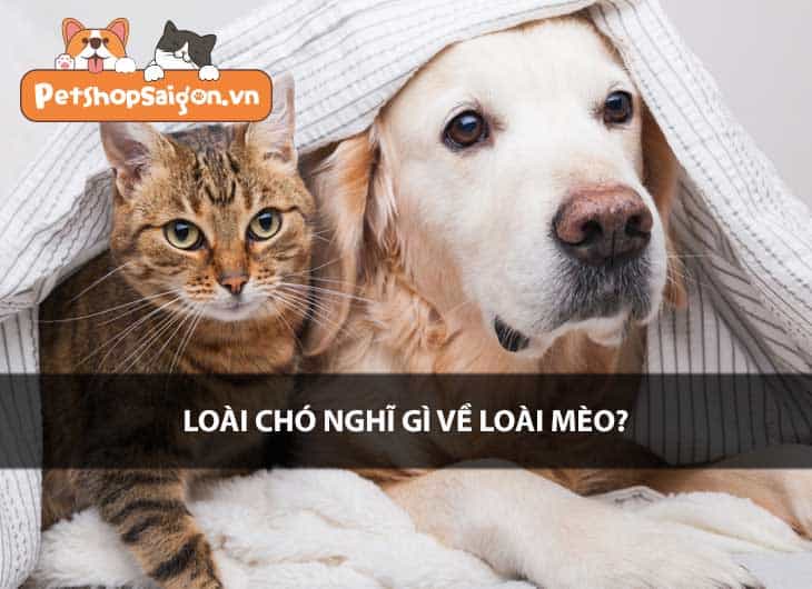 Loài chó nghĩ gì về loài mèo?