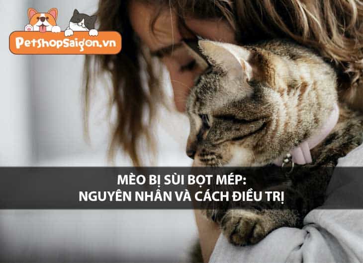 Mèo bị sùi bọt mép: Nguyên nhân và cách điều trị