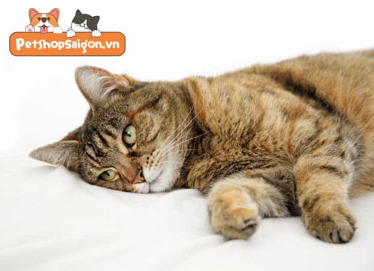 Mèo bị sùi bọt mép: Nguyên nhân và cách điều trị
