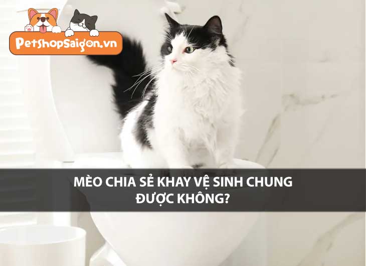 Mèo chia sẻ khay vệ sinh chung được không?