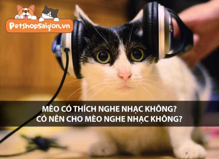 Mèo có thích nghe nhạc không? Có nên cho mèo nghe nhạc không?