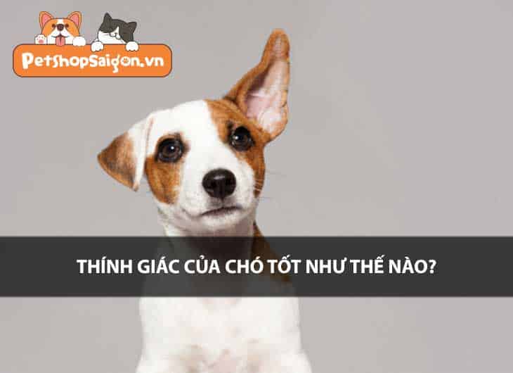 Thính giác của chó tốt như thế nào?