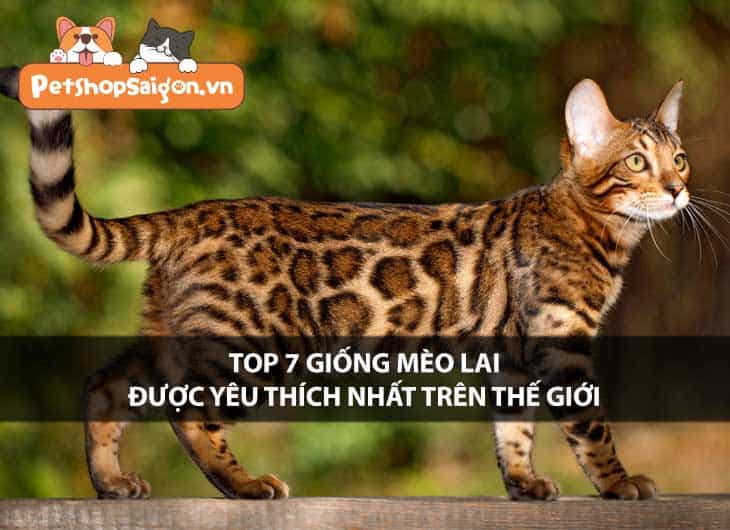 Top 7 giống mèo lai được yêu thích nhất trên thế giới