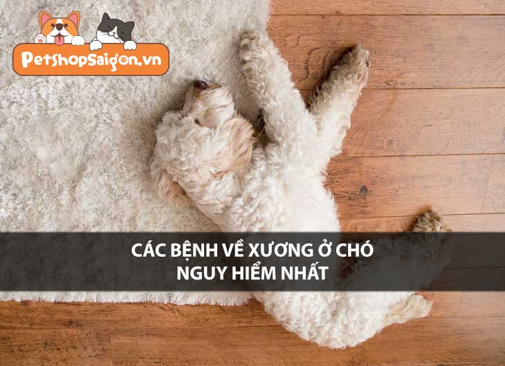 Các bệnh về xương ở chó nguy hiểm nhất