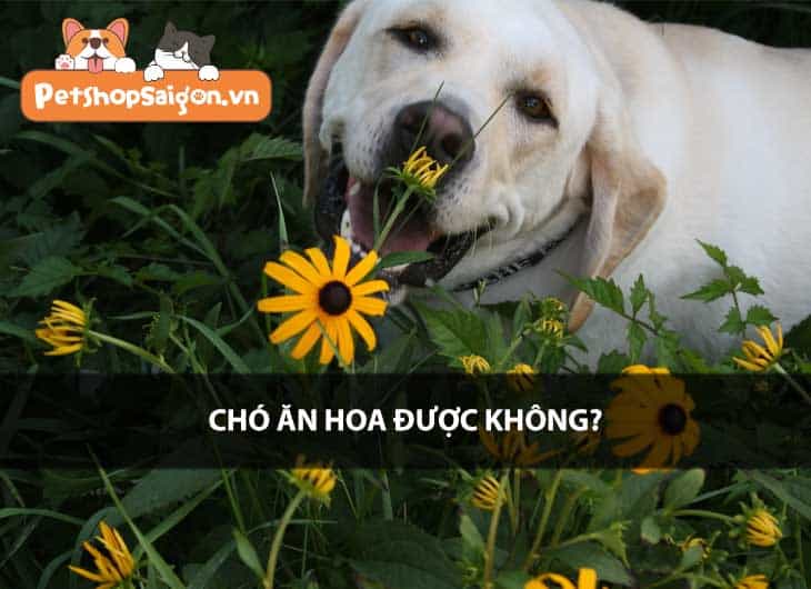 Chó ăn hoa được không?