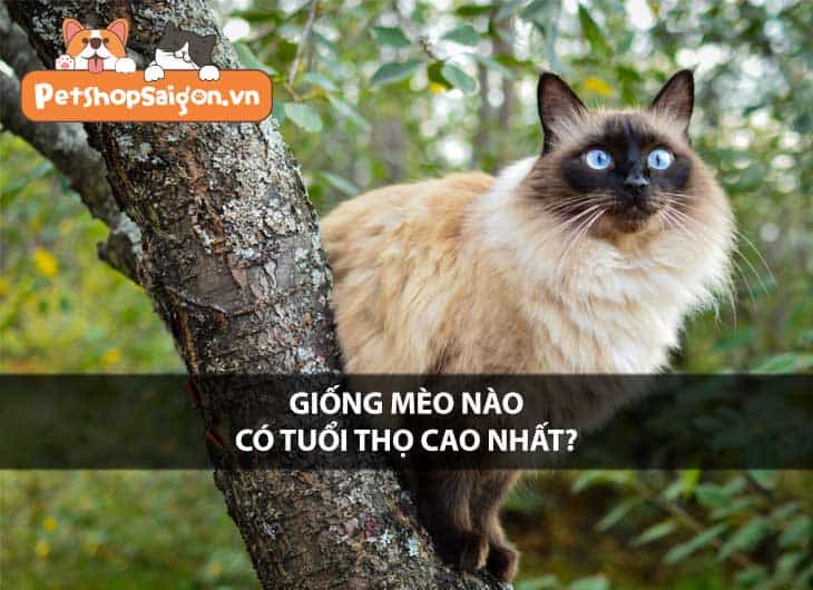 Giống mèo nào có tuổi thọ cao nhất?