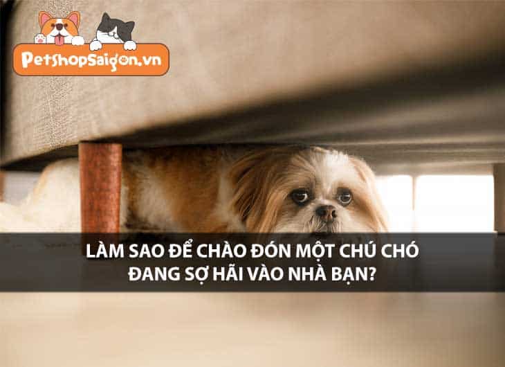 Làm sao để chào đón một chú chó đang sợ hãi vào nhà bạn?