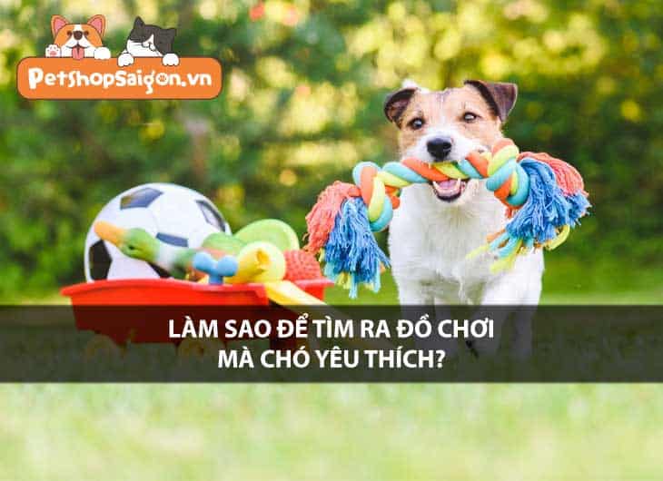 Làm sao để tìm ra đồ chơi mà chó yêu thích?