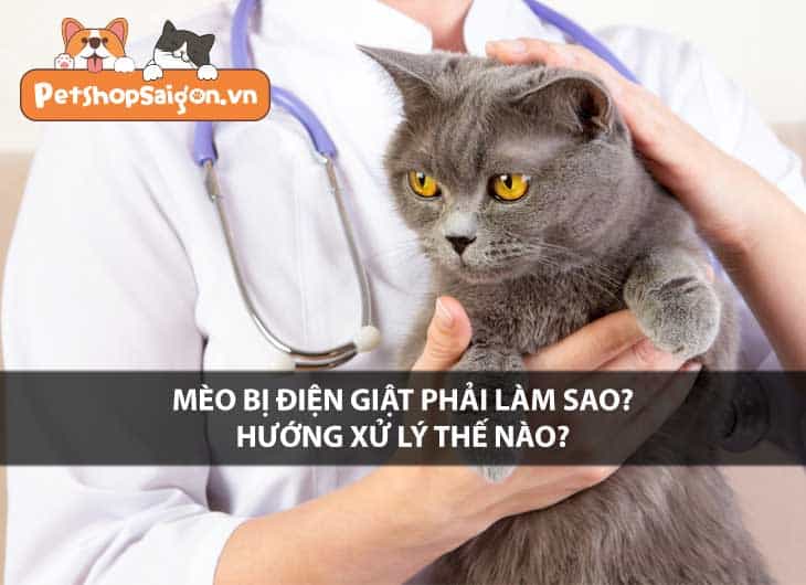 Mèo bị điện giật phải làm sao? Hướng xử lý thế nào?