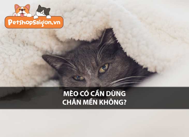 Mèo có cần dùng chăn mền không?