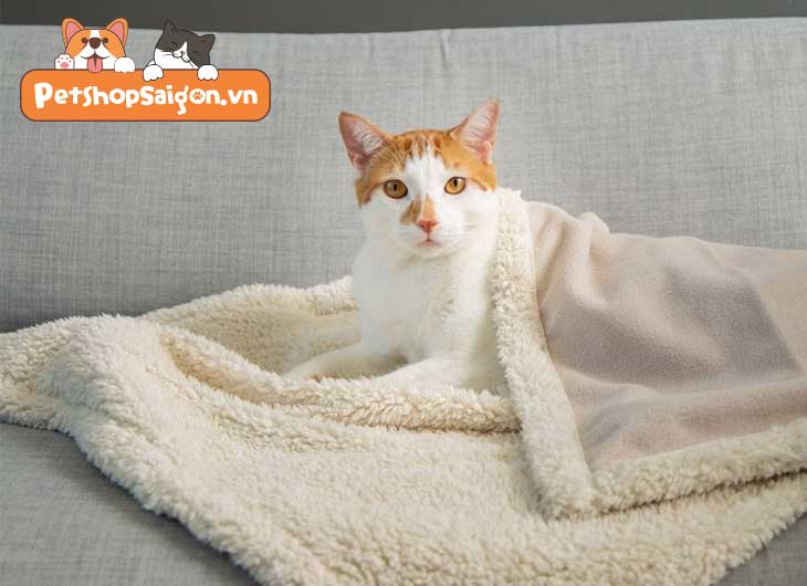 Mèo có cần dùng chăn mền không