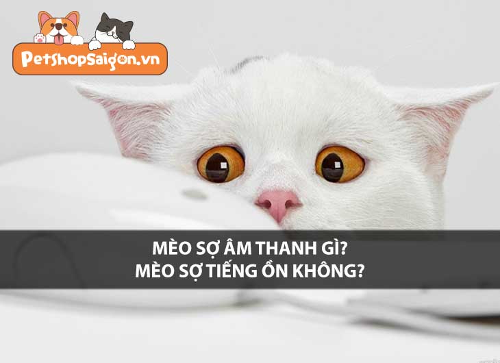 Mèo sợ âm thanh gì? Mèo sợ tiếng ồn không?