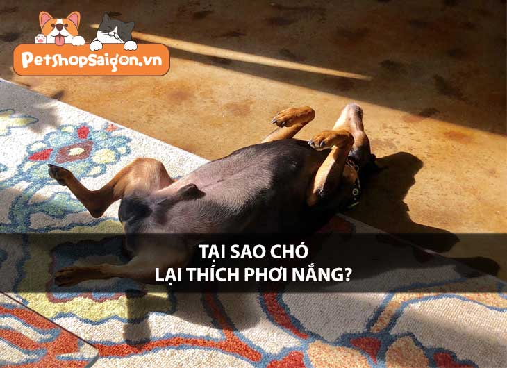 Tại sao chó lại thích phơi nắng?