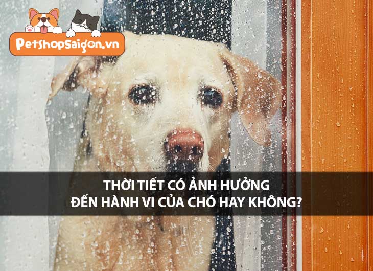 Thời tiết có ảnh hưởng đến hành vi của chó hay không?