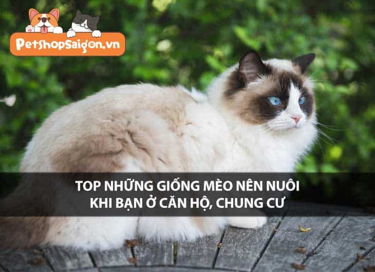 Top những giống mèo nên nuôi khi bạn ở căn hộ, chung cư