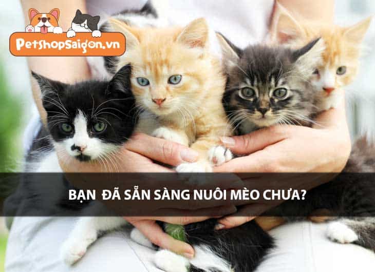 Bạn đã sẵn sàng nuôi mèo chưa?