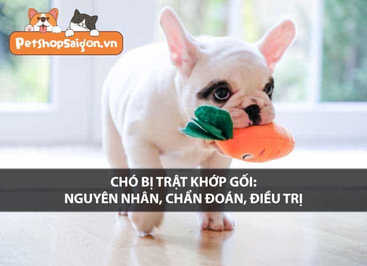 Chó bị trật khớp gối: Nguyên nhân, chẩn đoán, điều trị