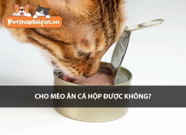 Cho mèo ăn cá hộp được không?