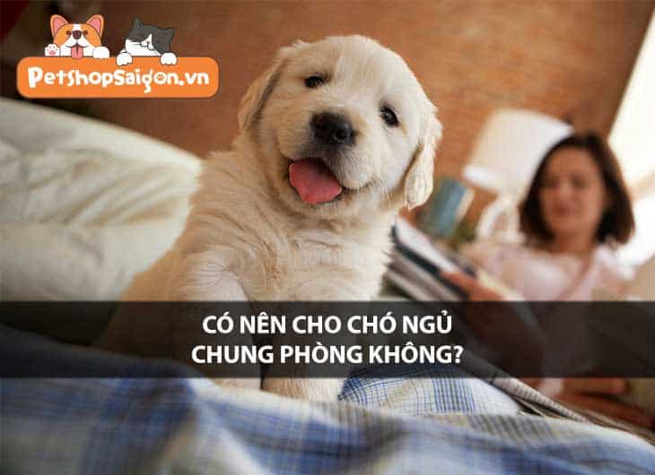 Có nên cho chó ngủ chung phòng không?