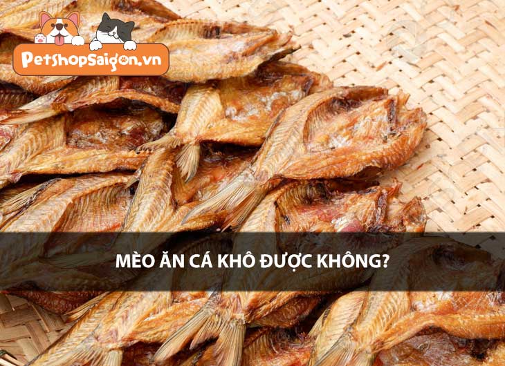 Mèo ăn cá khô được không?