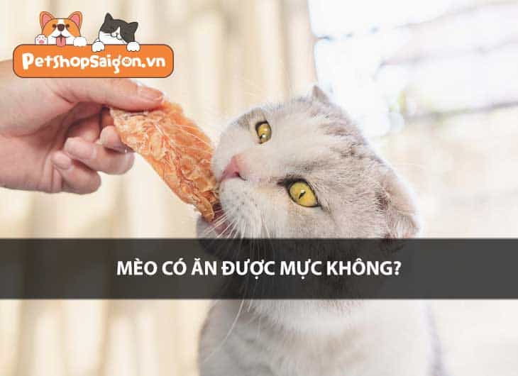 Mèo có ăn được mực không?