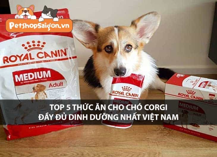 Top 5 thức ăn cho chó Corgi đầy đủ dinh dưỡng nhất Việt Nam