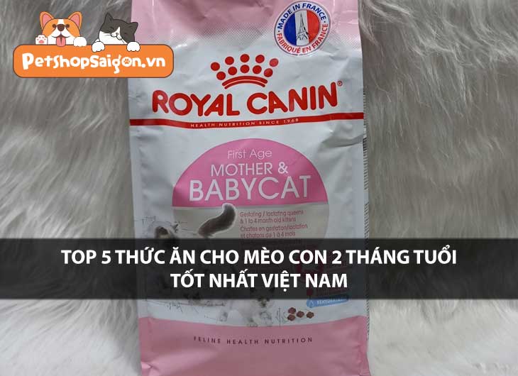 Top 5 thức ăn cho mèo con 2 tháng tuổi tốt nhất Việt Nam
