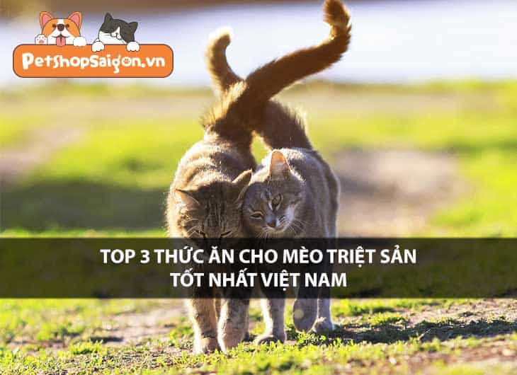 Top 3 thức ăn cho mèo triệt sản tốt nhất Việt Nam