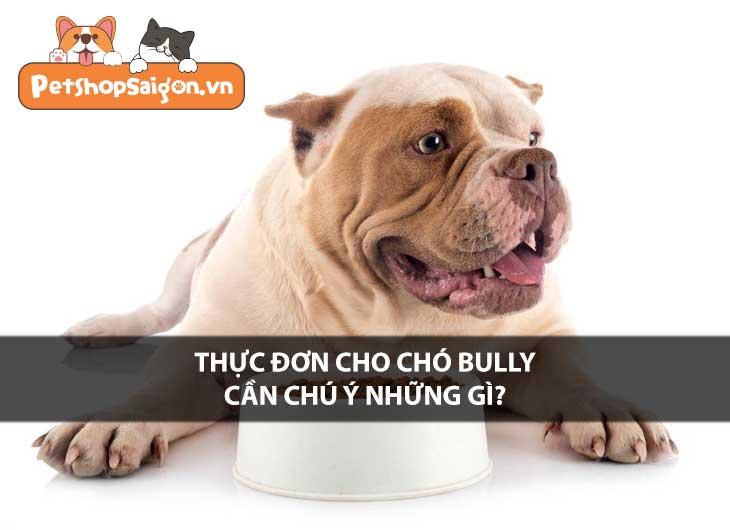 Thực đơn cho chó Bully cần chú ý những gì?