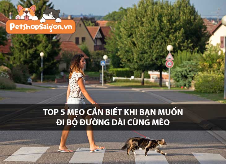 Top 5 mẹo cần biết khi bạn muốn đi bộ đường dài cùng mèo