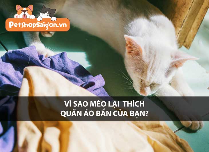 Vì sao mèo lại thích quần áo bẩn của bạn?