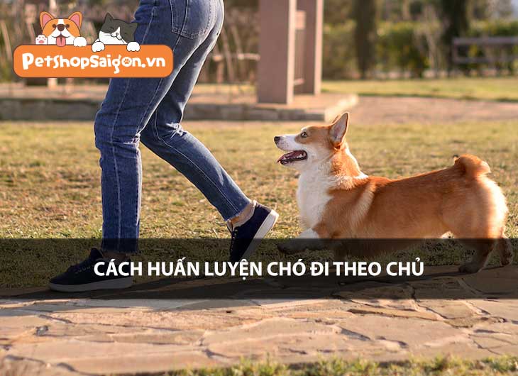 Cách huấn luyện chó đi theo chủ