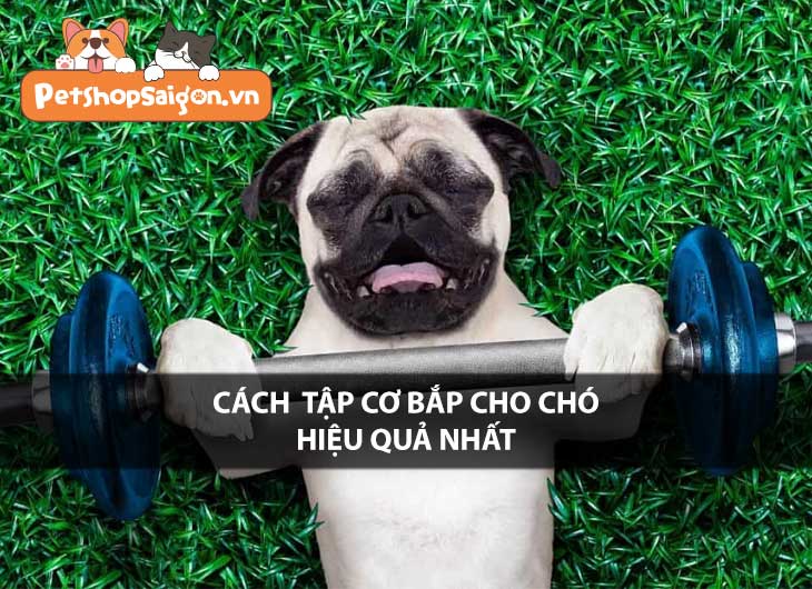 Cách tập cơ bắp cho chó hiệu quả nhất