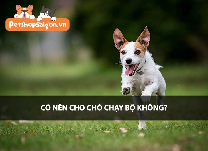 Có nên cho chó chạy bộ không?