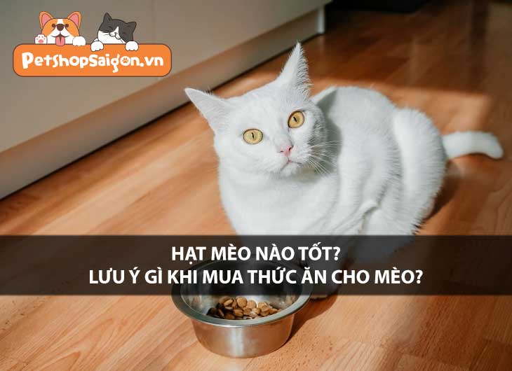 Hạt mèo nào tốt? Lưu ý gì khi mua thức ăn cho mèo?