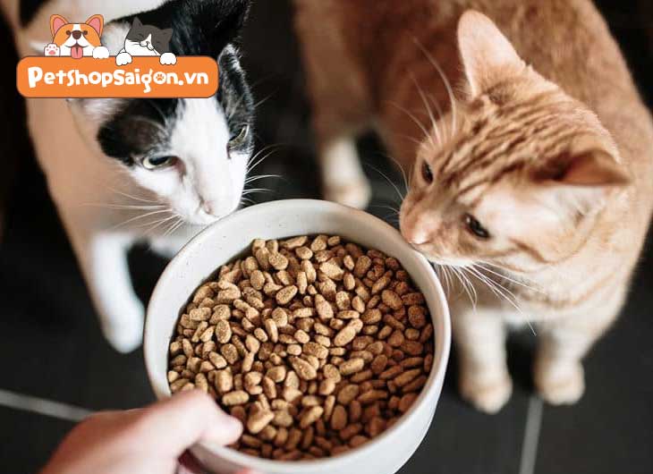  Hạt mèo nào tốt? Lưu ý gì khi mua thức ăn cho mèo?