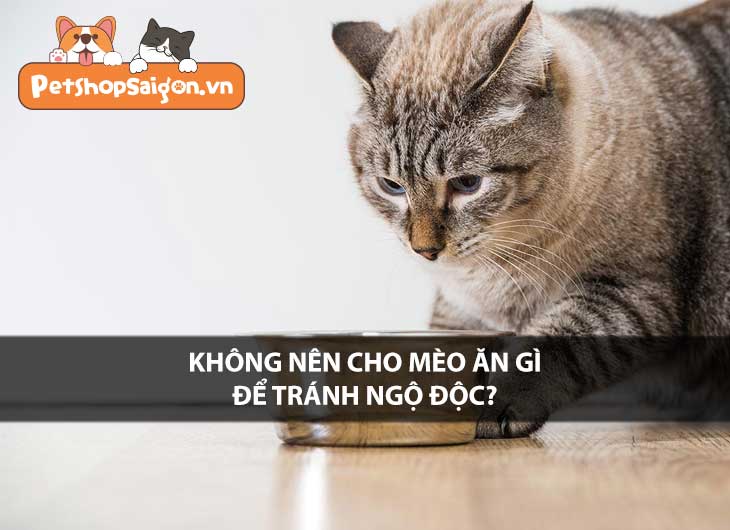 Không nên cho mèo ăn gì để tránh ngộ độc?