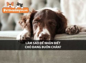 Làm sao để nhận biết chó đang buồn chán?