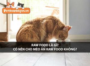 Raw food là gì? Có nên cho mèo ăn raw food không?